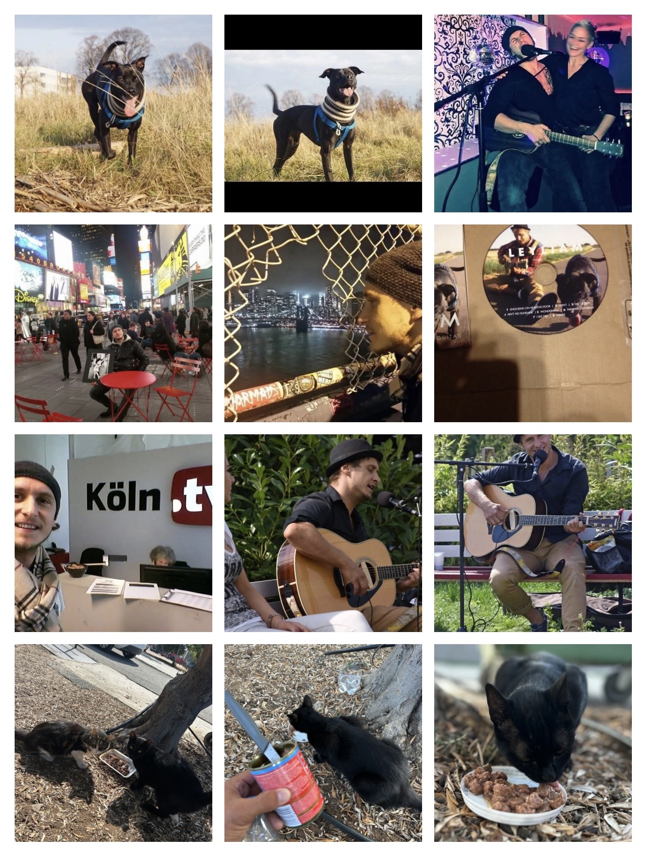 Helped street dogs & cats 2