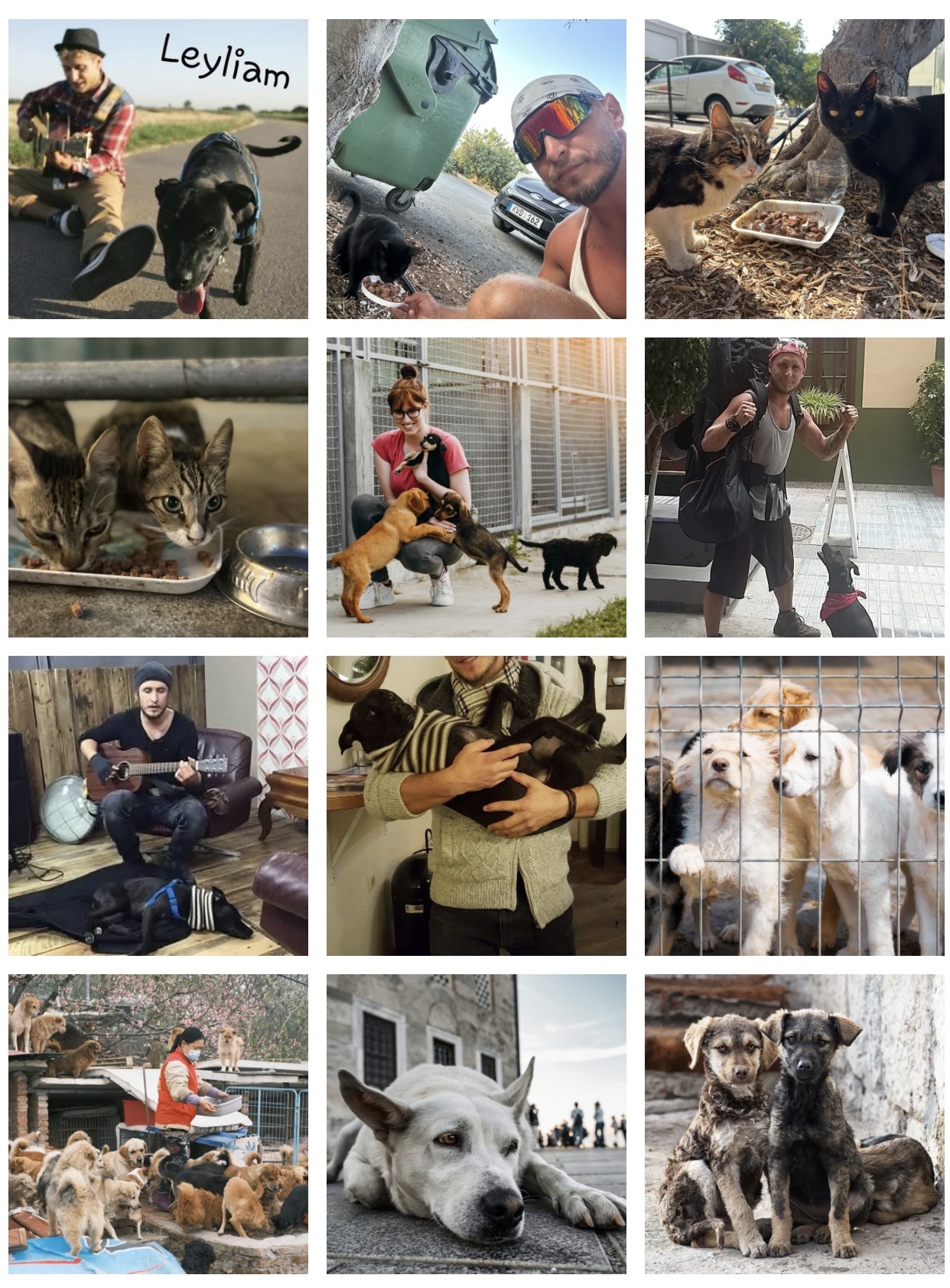 Helped street dogs & cats 1