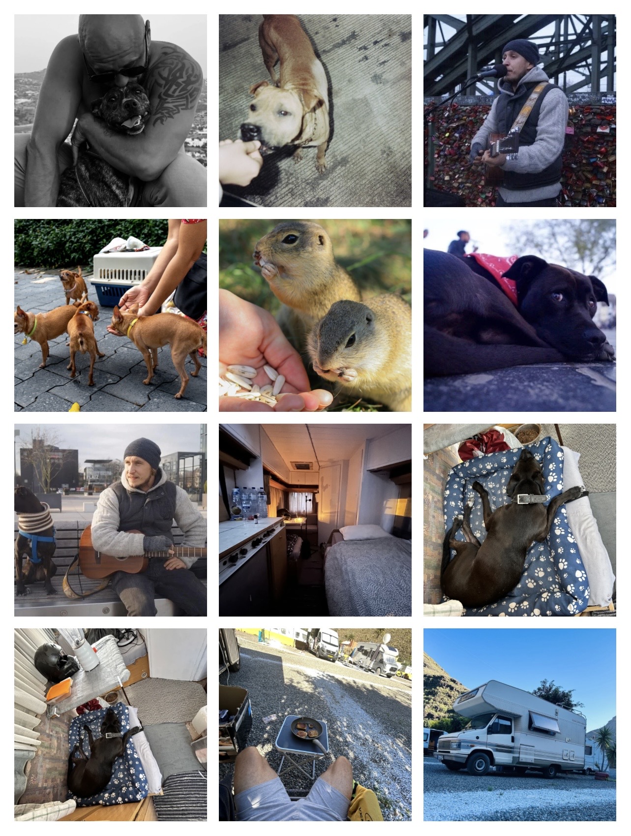 Helped street dogs & cats 3